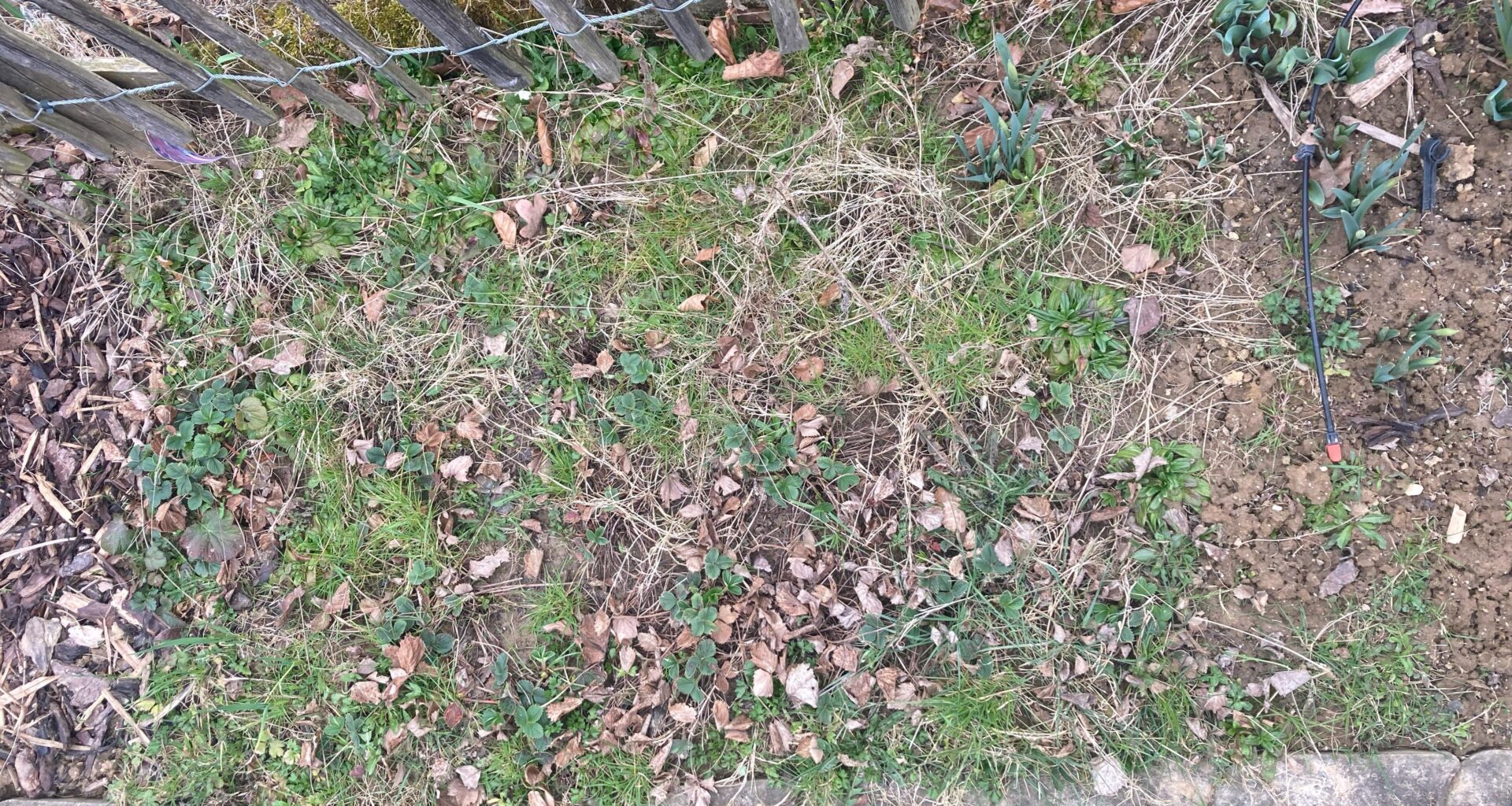 Erdbeerfeld vernachlässigt