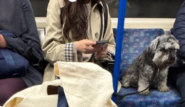 In a packed tube, a woman prioritised her dog to get a seat instead of people who were standing