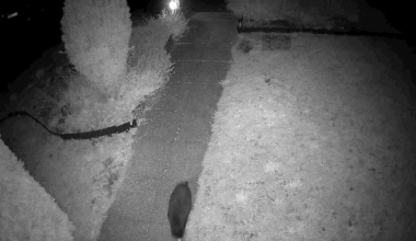 Was ist das für ein Tier