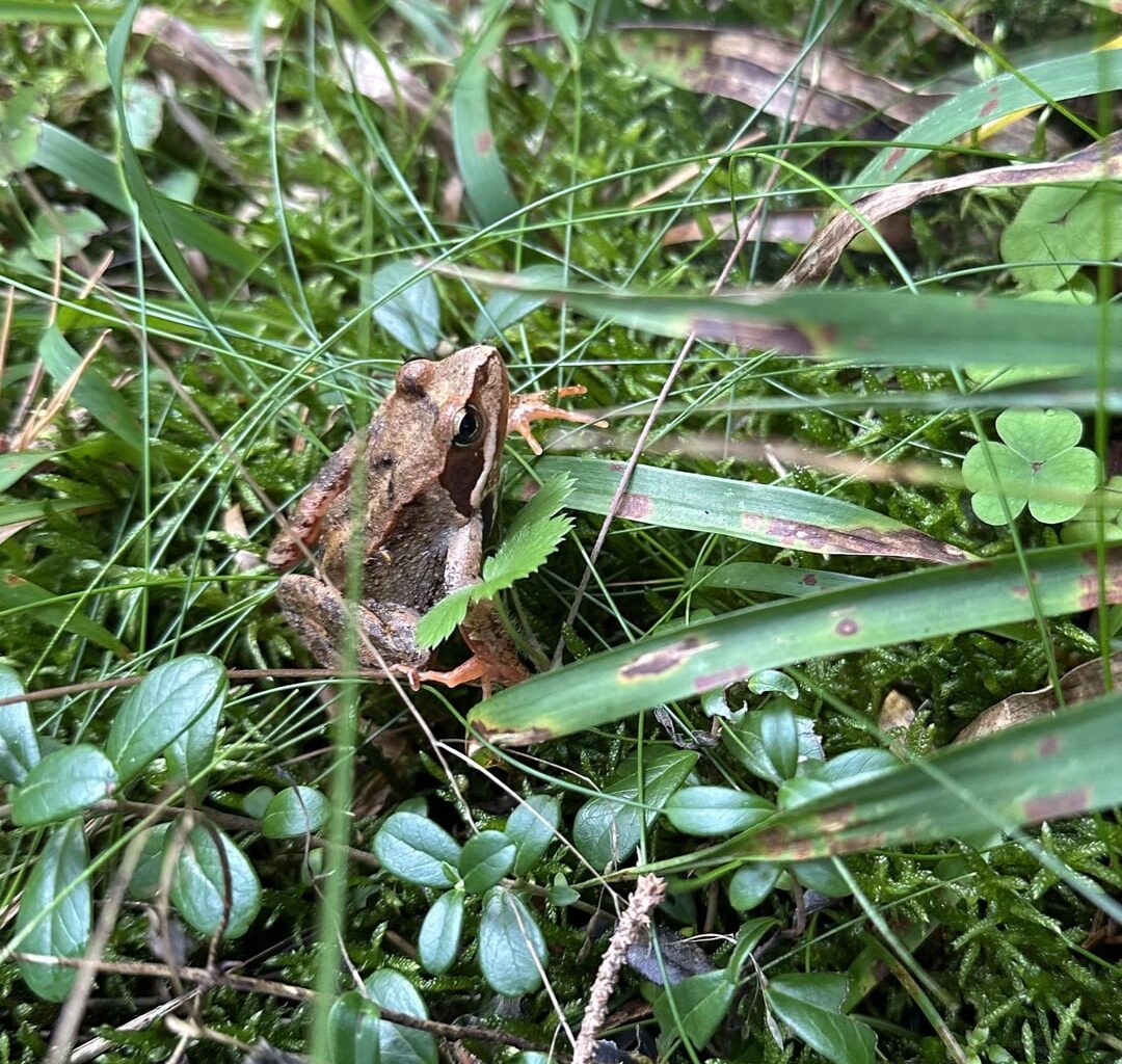 Hab letztens den kleinen Freund gefunden und mich sehr darüber gefreut. 😄