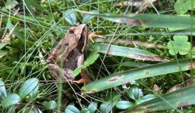 Hab letztens den kleinen Freund gefunden und mich sehr darüber gefreut. 😄