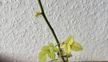 Was kann ich tun? 🌹