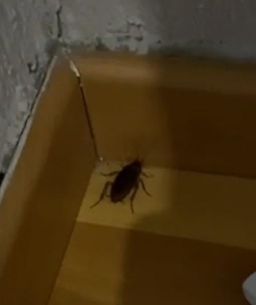 Periplaneta americana?