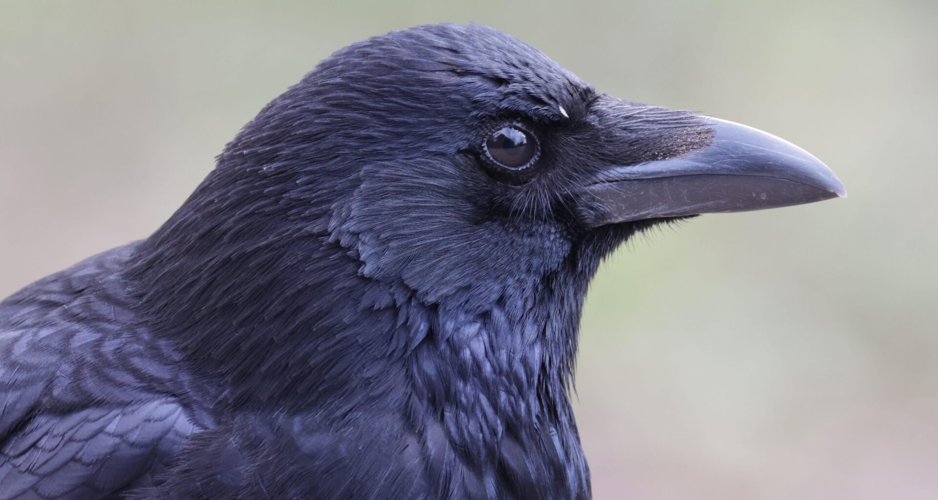 Scharfe Krähen in deiner Nähe.