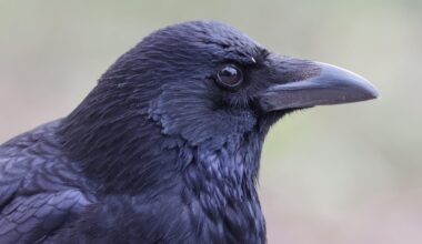 Scharfe Krähen in deiner Nähe.