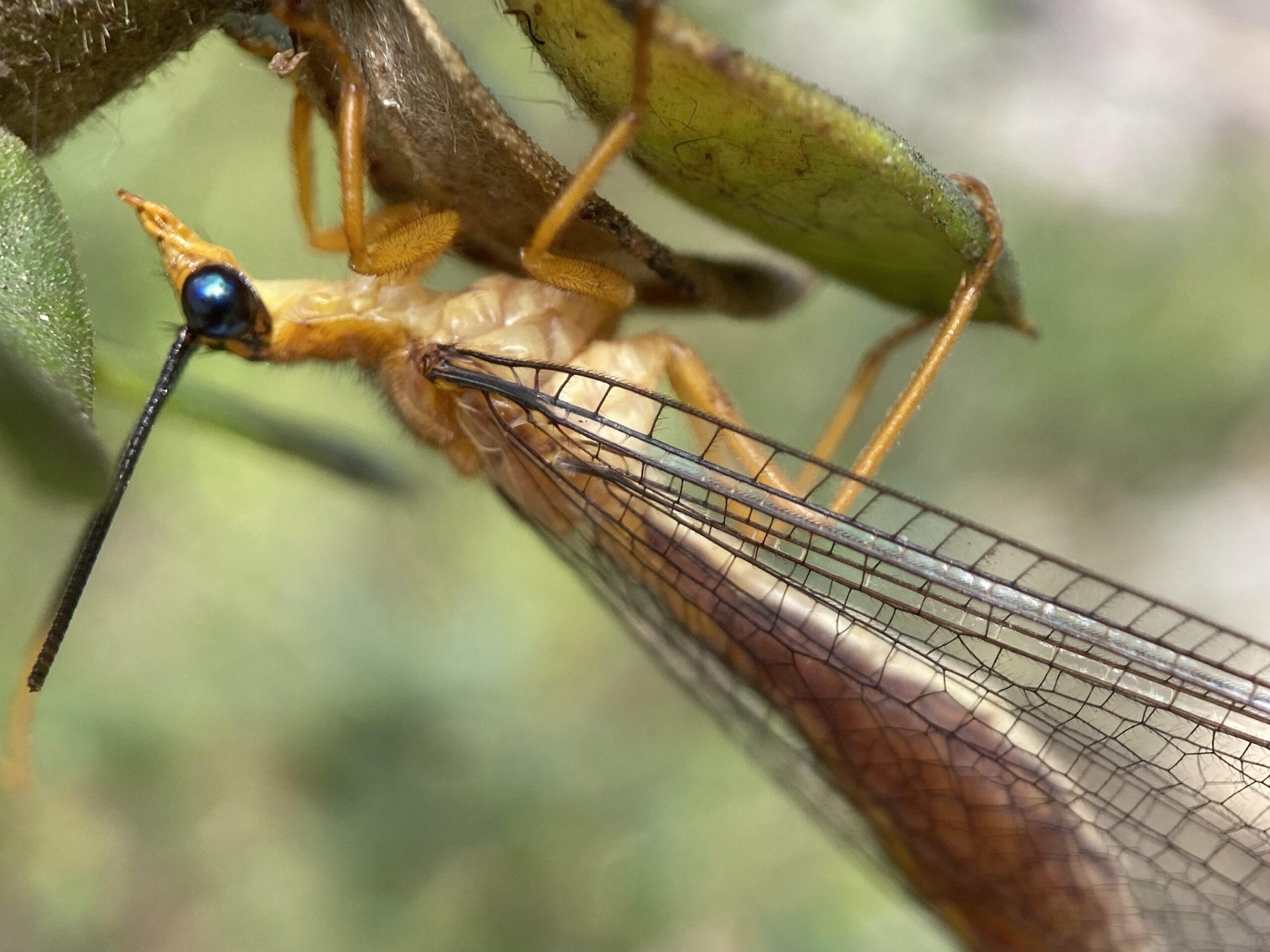 A blue-eyed lacewing