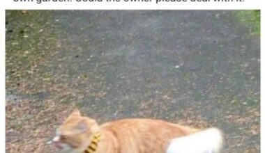 Kitty has 5 kids and a mortgage