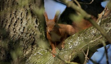 Ich liebe Eichhörnchen 😩