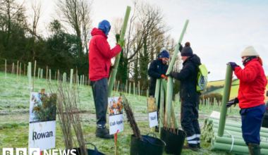 Volunteers plant hundreds of trees to tackle climate change