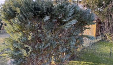 Hecke schneiden?