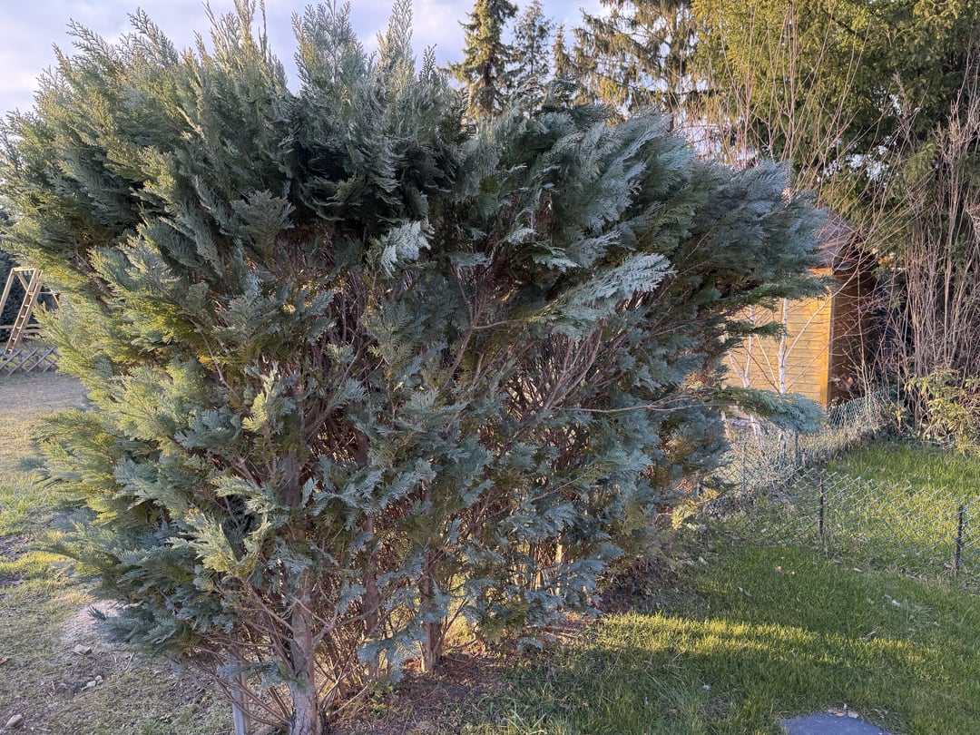 Hecke schneiden?