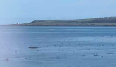 Caught some porpoises fartin about on Larne promenade this morning
