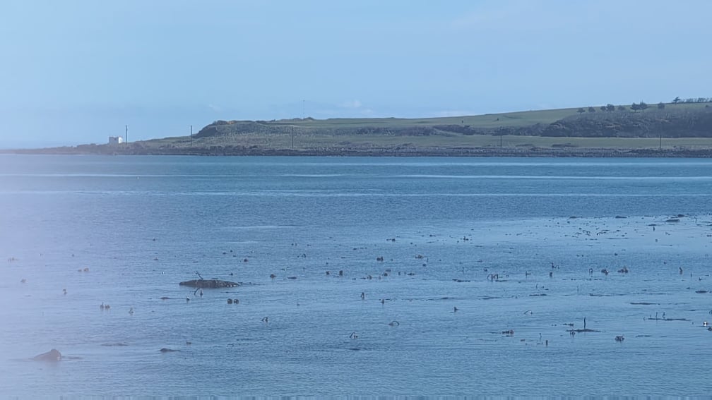 Caught some porpoises fartin about on Larne promenade this morning
