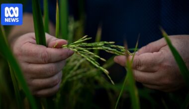Rice farming science in race to reduce grain's climate change impacts
