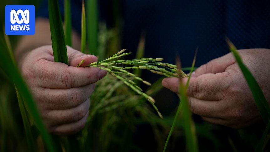 Rice farming science in race to reduce grain's climate change impacts