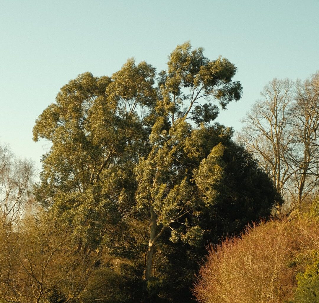 hampstead heath in all it's sunny glory