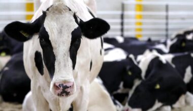 UK bans meat, dairy imports from Hungary, Slovakia after foot-and-mouth case – POLITICO