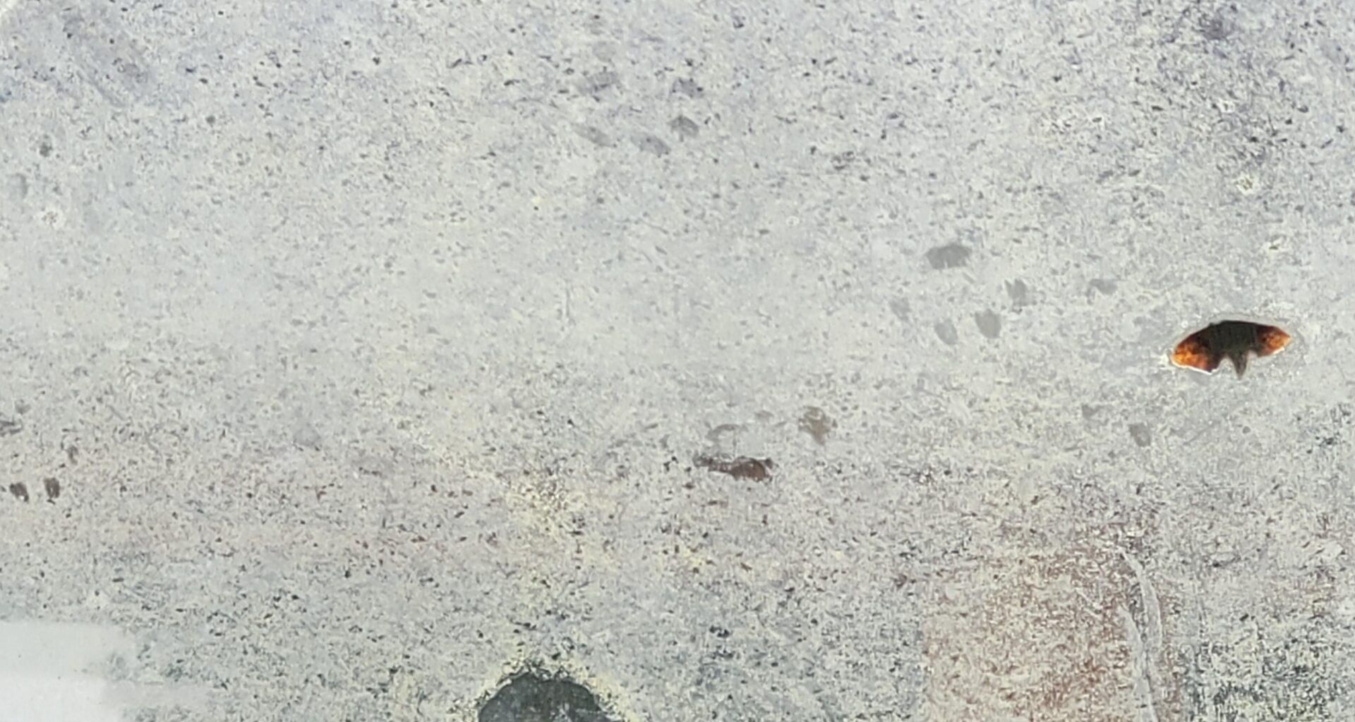 Welches Tier ist das?