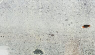 Welches Tier ist das?