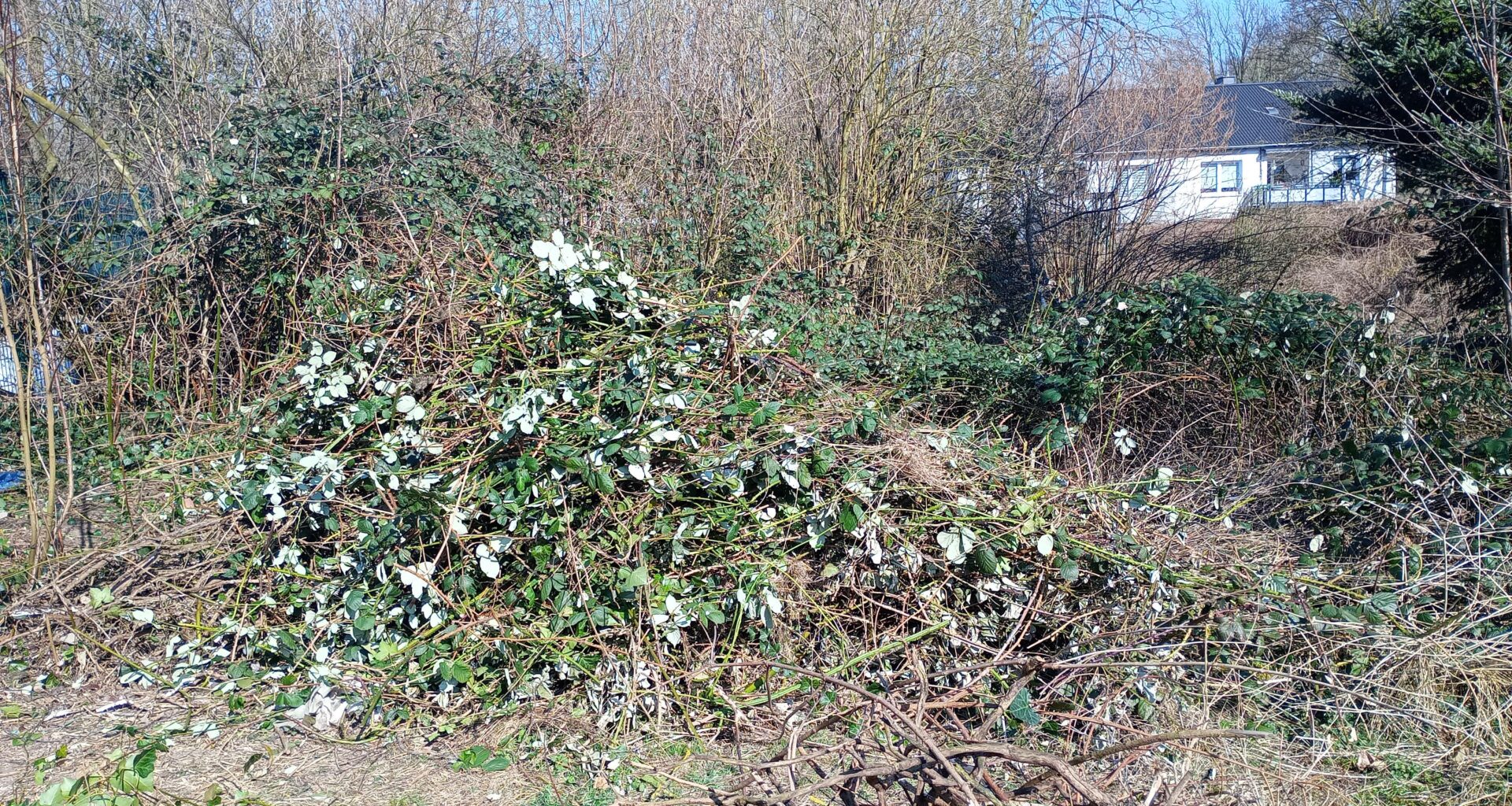 Brombeersträucher entsorgen