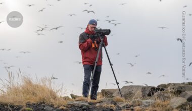 Tracking gulls to prevent a bird flu pandemic