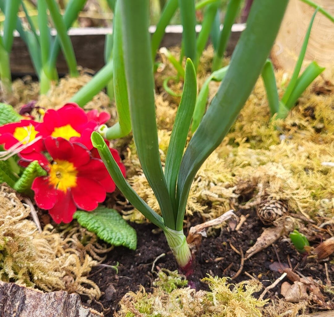 Das sind keine essbaren Zwiebeln oder?