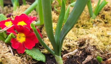 Das sind keine essbaren Zwiebeln oder?