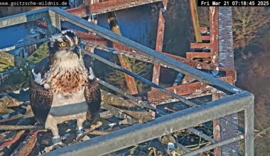 The eagle has landed - Der Fischadlermännchen ist da und beginnt sogleich mit dem Nestbau