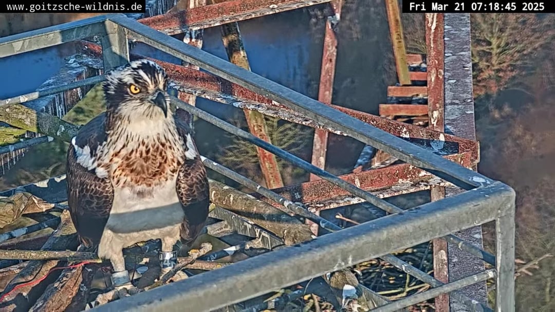 The eagle has landed - Der Fischadlermännchen ist da und beginnt sogleich mit dem Nestbau