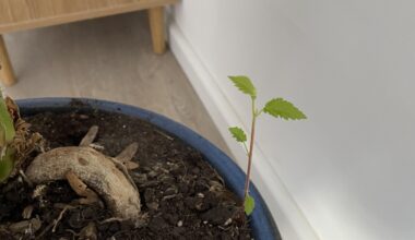 Weiß jemand was sich hier in meiner Zimmerpflanze (Strelizie) eingeschlichen hat?
