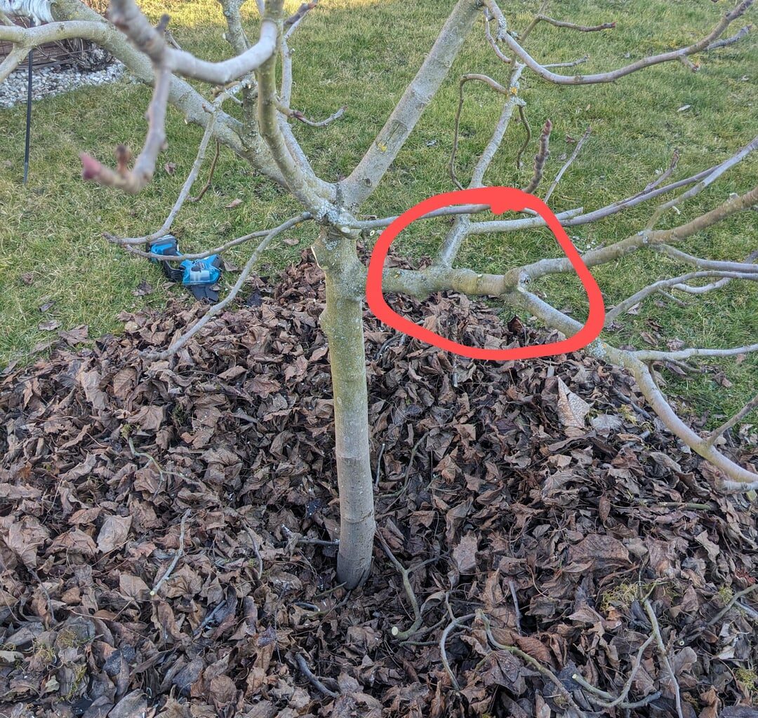 Feigenbaum richtig schneiden