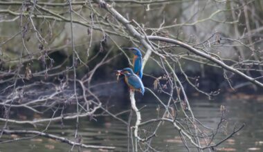 Durch Entfernung und Licht nicht die beste Qualität, aber muss das trotzdem teilen.