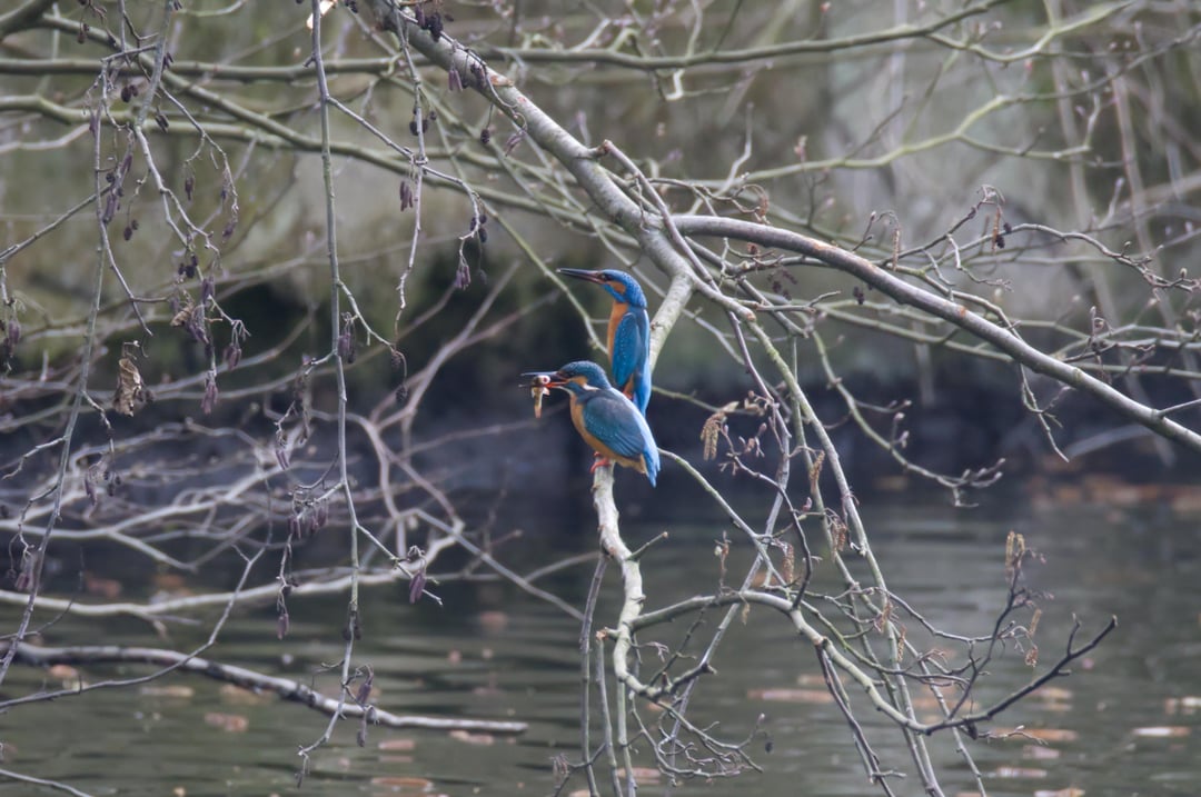 Durch Entfernung und Licht nicht die beste Qualität, aber muss das trotzdem teilen.