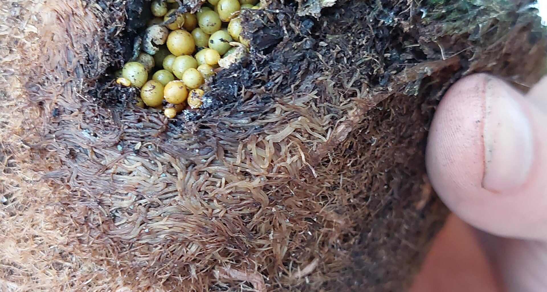 Was ist das? (Schopflavendel bei OBI gekauft)