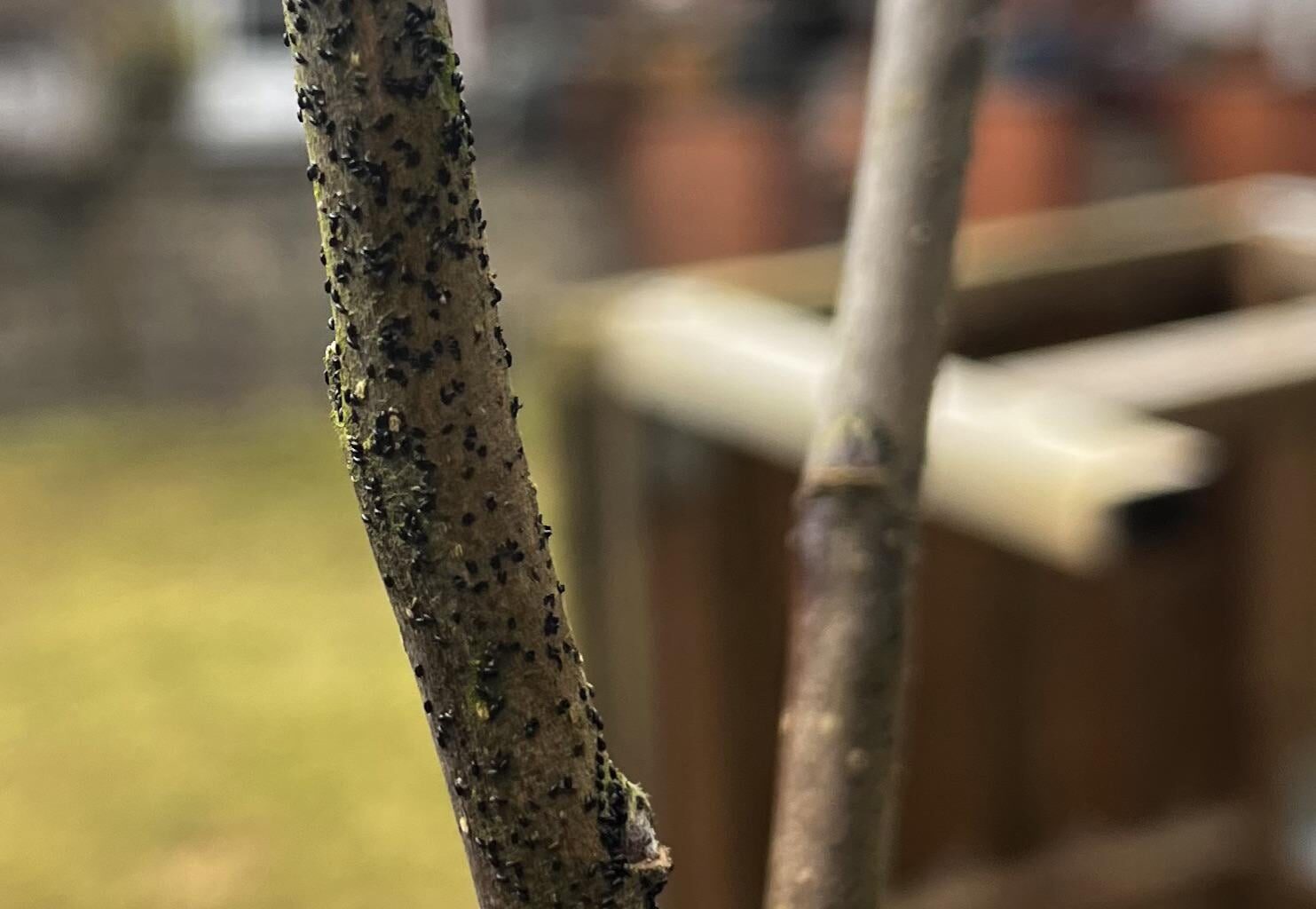Was hat mein Apfelbaum (letztes Jahr gepflanzt)