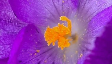 Was für eine intensive Farbe