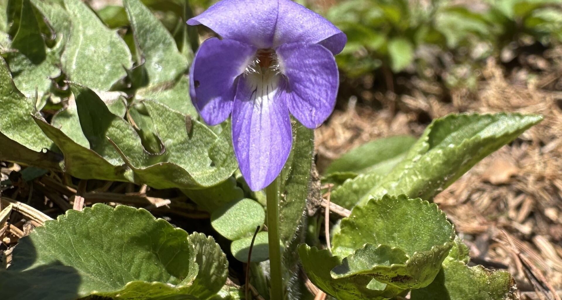 Schönes Waldveilchen entdeckt