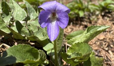 Schönes Waldveilchen entdeckt