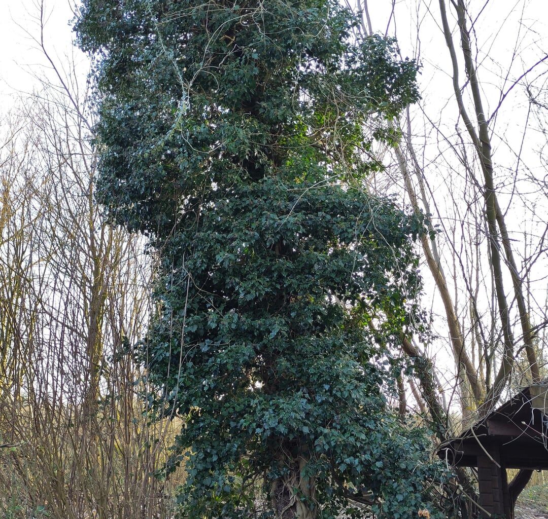 Ist der Baum noch zu retten?