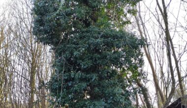 Ist der Baum noch zu retten?