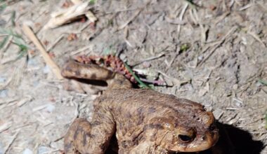 Der sitz hier seit 40min in meiner Einfahrt. Sollte man da helfen..?