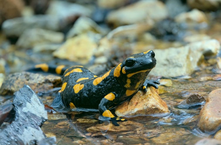 A fire salamander resting on a rock washed by a forest stream.