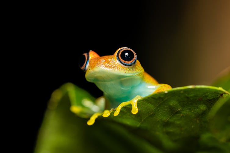 A green bright-eyed frog (_Boophis viridis_) looking up from a green leaf against a black background.