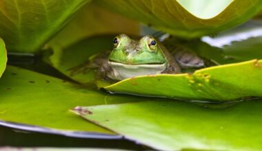 climate change is pushing amphibians to their limits
