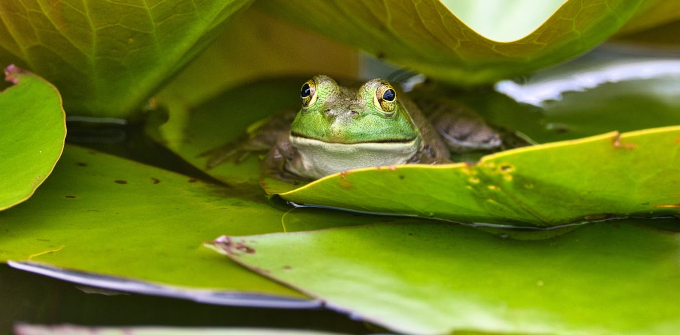 climate change is pushing amphibians to their limits