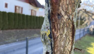 Was hat mein Kirschbaum (Prunus Serrulata Kanzan)?