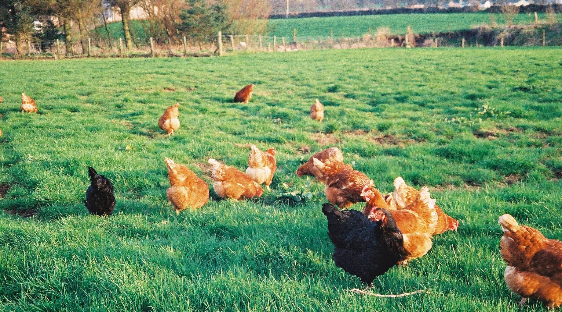 Netherlands begins pilot vaccination project against avian influenza
