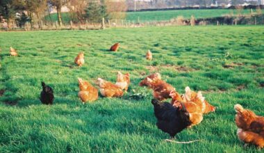 Netherlands begins pilot vaccination project against avian influenza