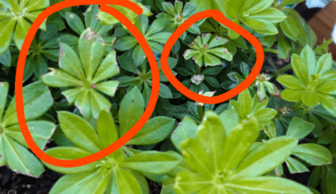 Was ist mit meinem Waldmeister? :/