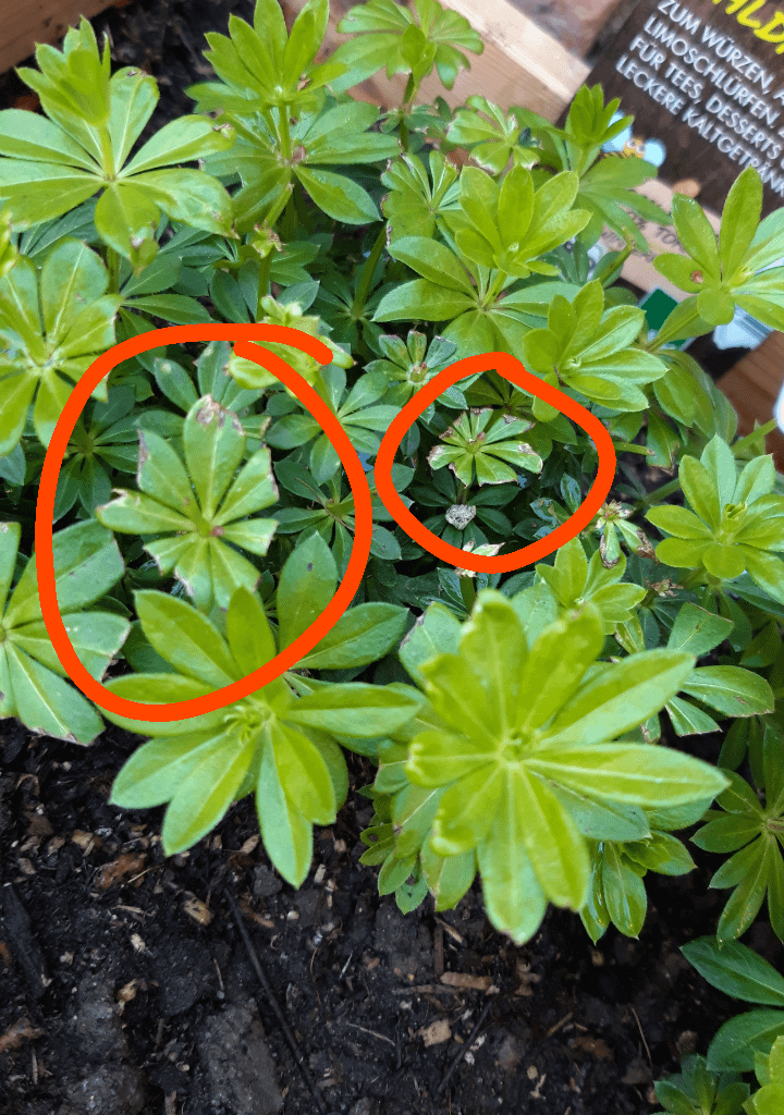 Was ist mit meinem Waldmeister? :/